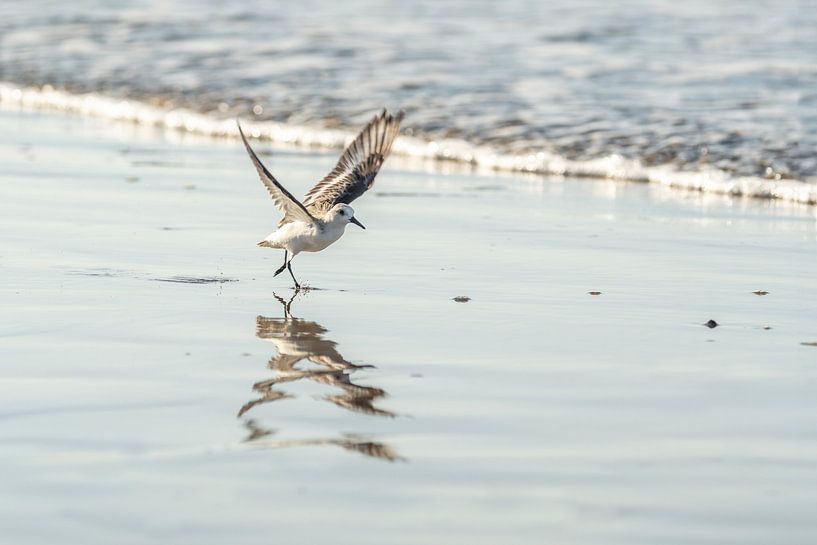 Jeu d'été au bord de la mer - Oiseau de plage errant par Femke Ketelaar