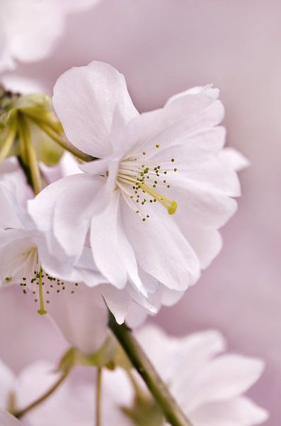 Japanische Kirschblüte von Violetta Honkisz