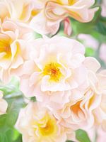 Schöne Rose mit gelbem Herz