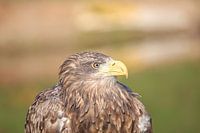 Seeadler