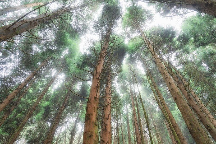 La forêt des nuages par Loulou Beavers