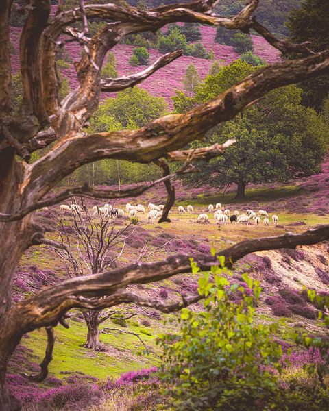 Le troupeau de moutons de Rheden parmi les bruyères en fleurs sur le Posbank par Nicky Kapel
