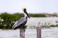 Pelican on a pole in the water