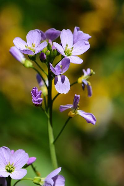 Petites fleurs de lilas par Gerard de Zwaan