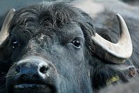 Dutch water buffalo 6305002219 photographer Fred Roest