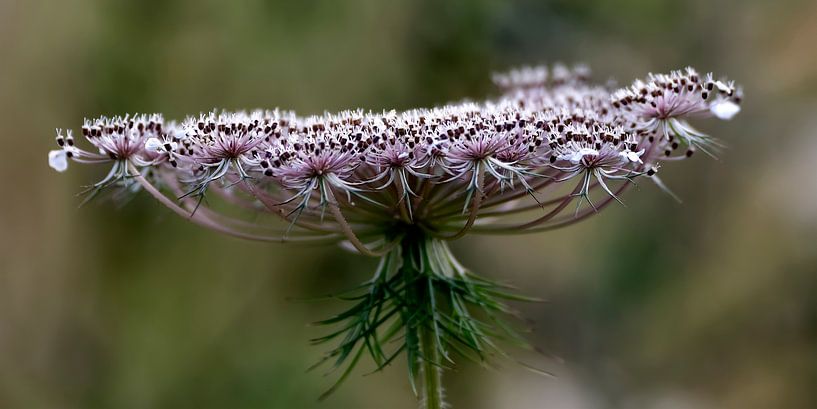 Common carrot - Daucus carota by Juergen Braun