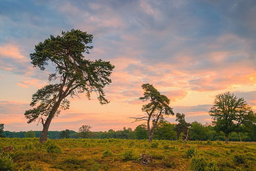 Sonnenaufgang im Nationalpark Drentsche Aa von Henk Meijer Photography