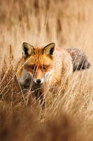 Hunting fox on the Veluwe