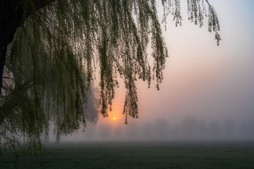 saule pleureur sur le soleil par Tania Perneel