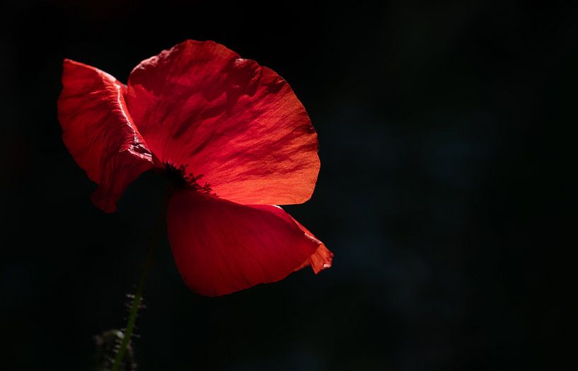 Pavot rouge au soleil par Ulrike Leone