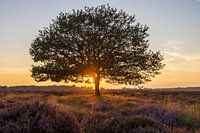 Baum in der Heidelandschaft