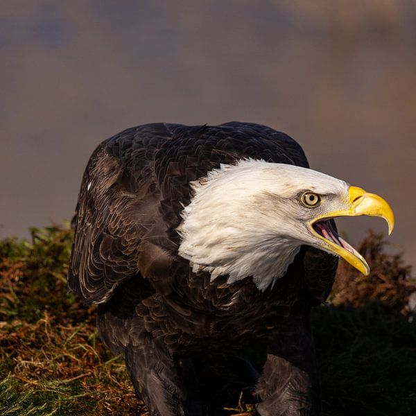 American bald eagle or Bald Eagle (Haliaeetus leucocephalus) by Gert Hilbink