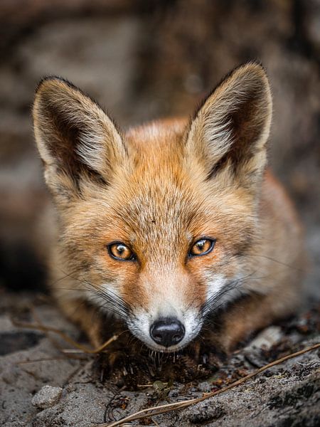 portrait de renard par Kayleigh Heppener