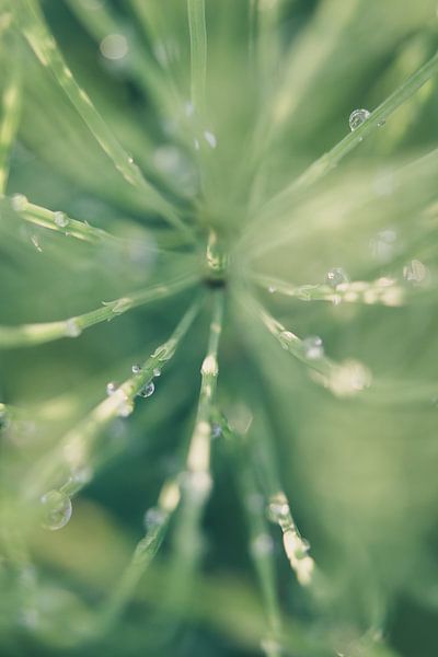 Gras par Robert Wiggers