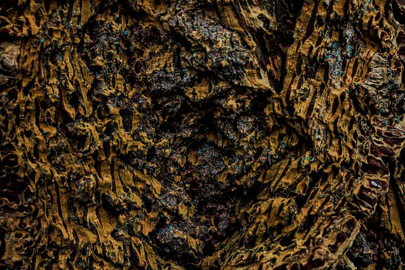 Le cœur du vieux chêne par J.H Photoart