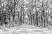 L'hiver dans la forêt