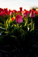 Tulip in spring during sunset