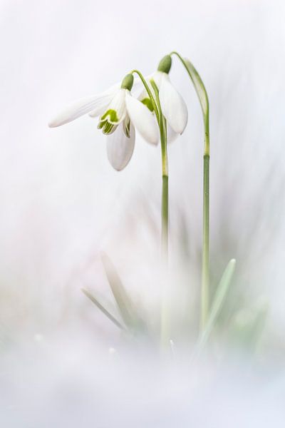 Wir beide von Bob Daalder