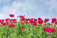A field of red poppy flowers.