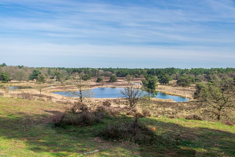 Het Quin (Naturschutzgebiet Maasduinen, Niederlande) von Kristof Leffelaer