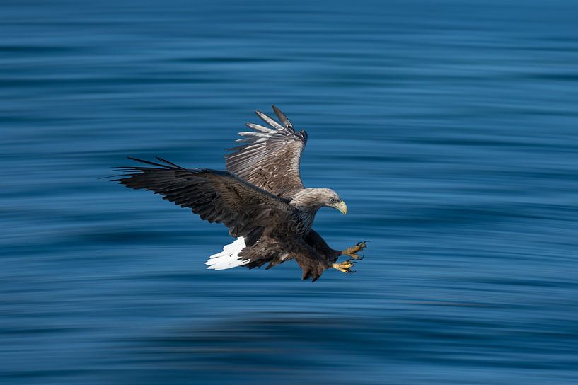 Seeadler im Flug von Leon Brouwer