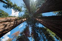 Sequoia Nationaal Park