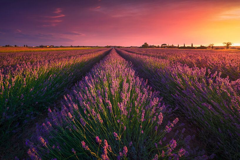 Sunset over lavender fields in Tuscany by Stefano Orazzini