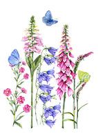 Fleurs sauvages nature