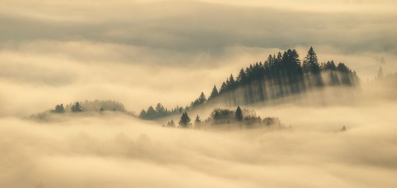 Arbres brumeux Pieniny par Wojciech Kruczynski