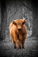 Highlander écossais