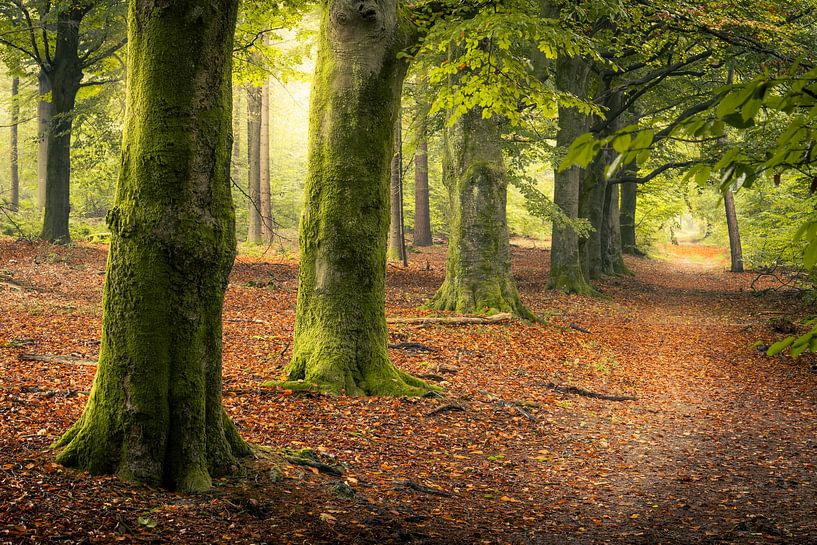 Autumn coming by Max ter Burg Fotografie