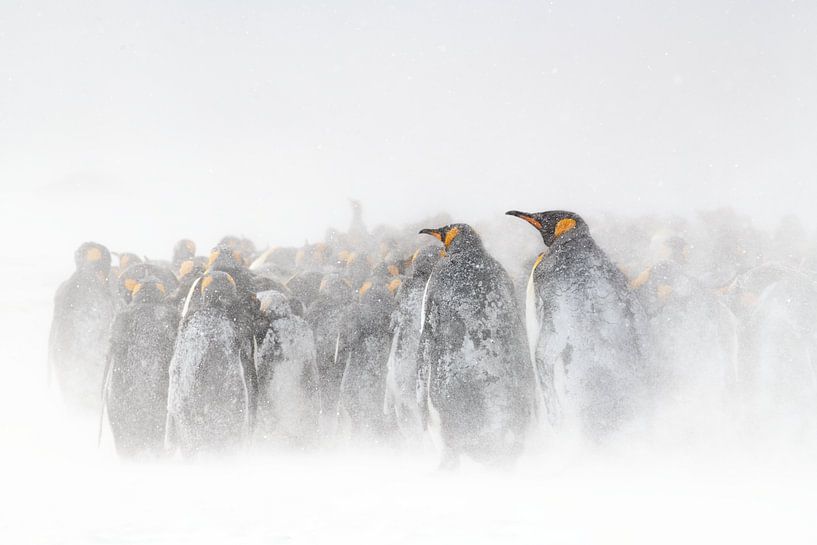 Les manchots royaux dans le blizzard par Jos van Bommel