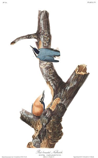 Kanadakleiber von Birds of America