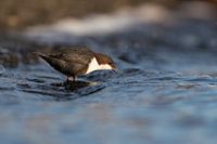 The white-throated dipper
