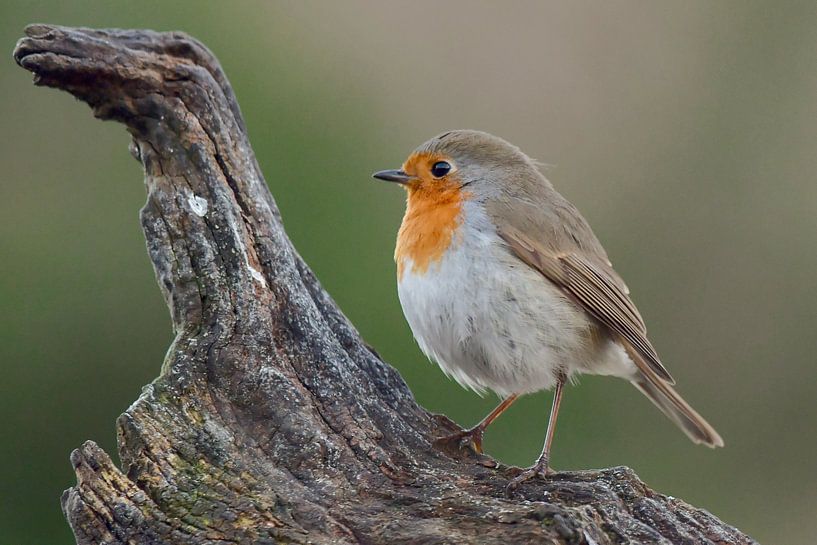 Rotkehlchen am Baumstamm von Dennis Bresser