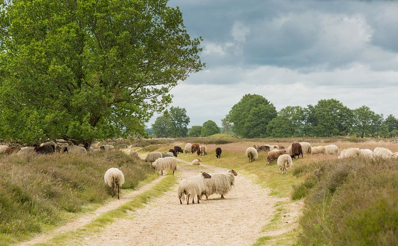 Eine Herde Drentse Heide Schafe auf dem Balloërveld von Henk van den Brink