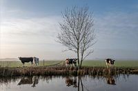 Cows at the waterfront color profile number 1