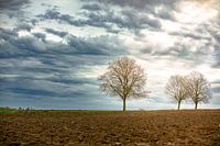 Le soleil à travers les nuages brille sur les arbres. couleur solitude | crépuscule champ prairie avion arbres agriculture | nature photographie Art