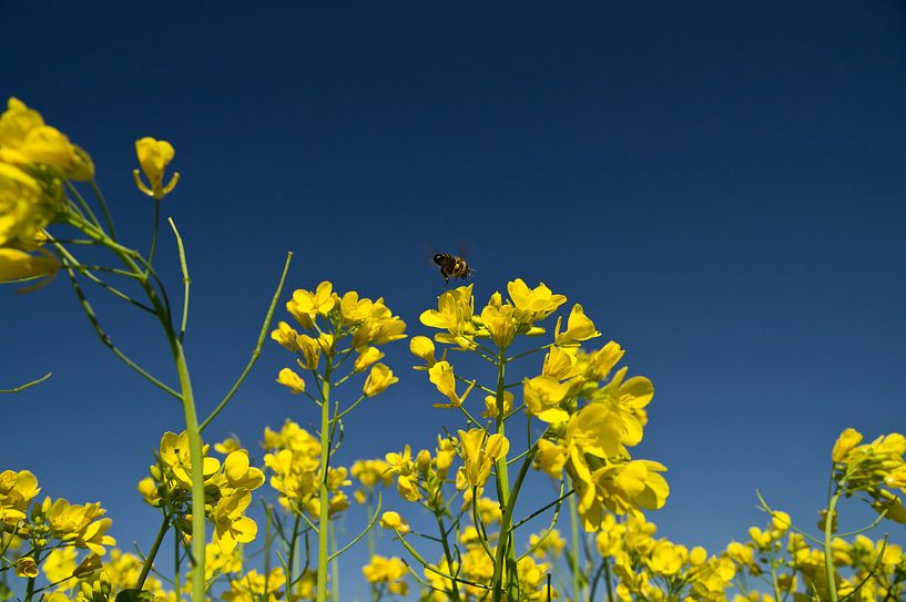 De Bloementjes en de bijtjes by Yona Photo