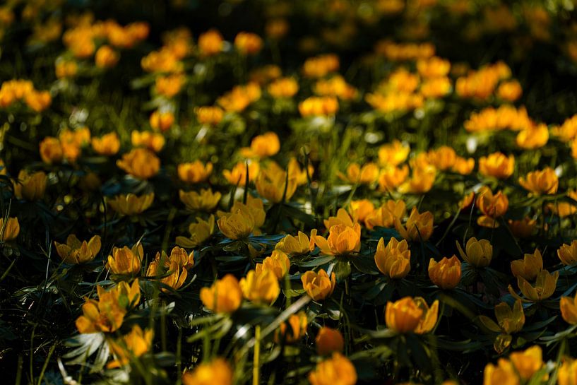 Dem Frühling nah von Atelier Nadine
