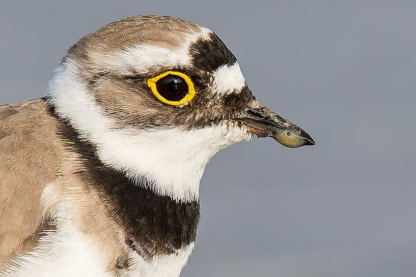 zand in de bek, kleine plevier van Kris Hermans