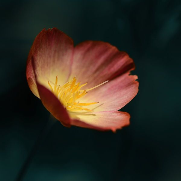 flower by Saskia Schotanus