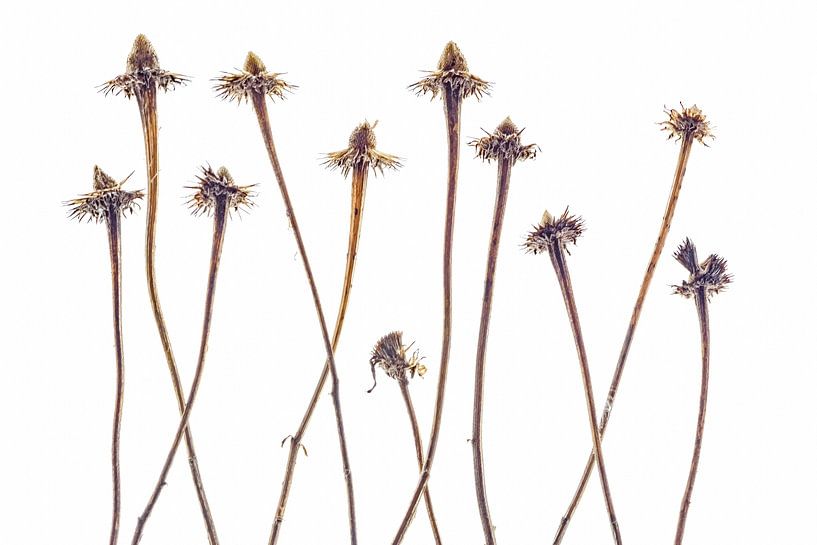 Sonnenblumenblüten getrocknet von jowan iven