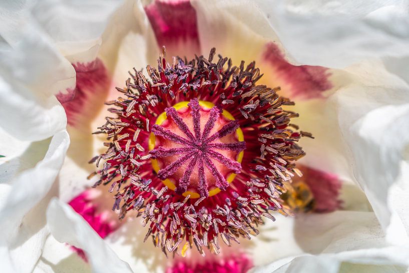 Weißer orientalischer Mohn Royal Wedding von Mixed media vector arts