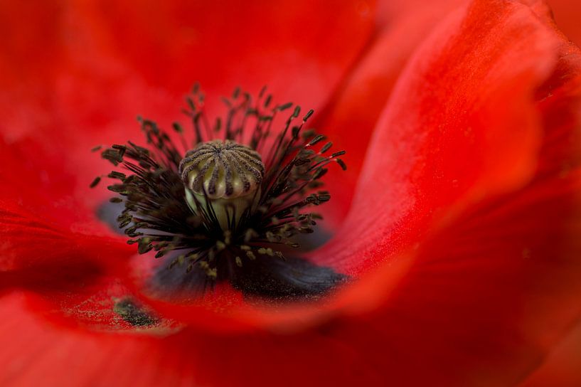 Coeur Fiery par Birgitte Bergman