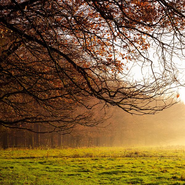 Heeze 17 par Deshamer