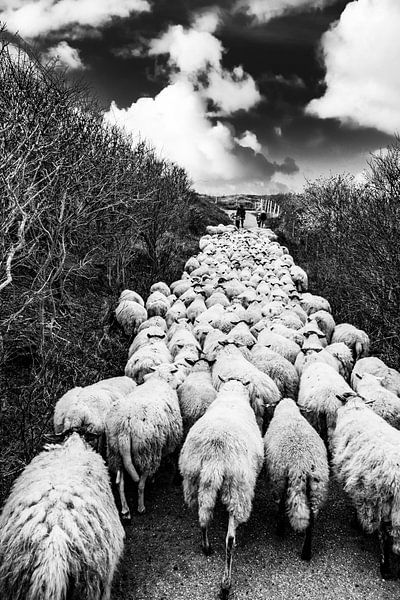 Walking with sheep in the dunes of Katwijk in black and white. by MICHEL WETTSTEIN