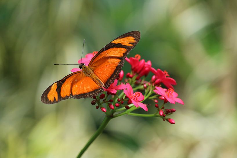 felle kleuren von Rianne de Heij