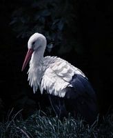 Moody stork