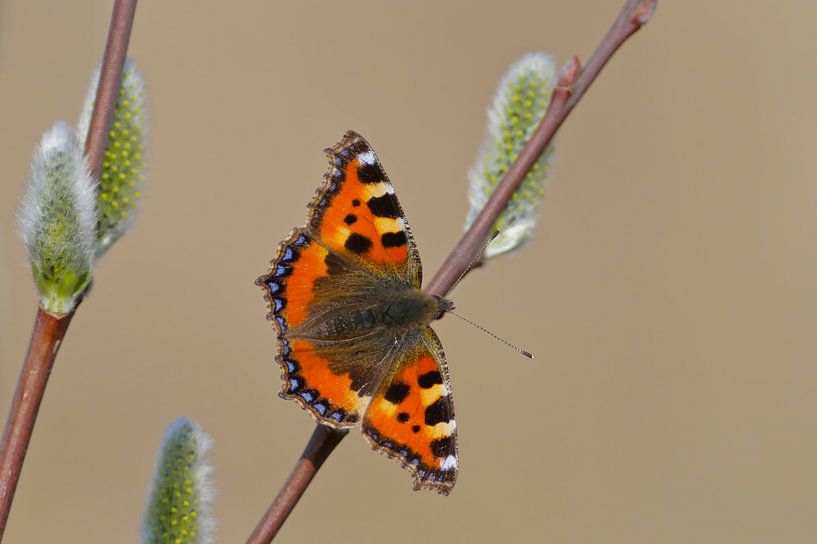 Petit Renard se réchauffe sur une branche de chaton par Remco Van Daalen